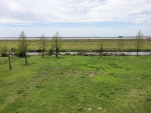 newly planted cypress trees in front of a wetland