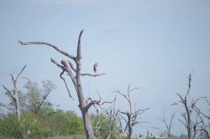 a great blue heron in a dead tree against a blue sky