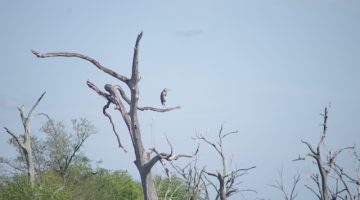 a great blue heron in a dead tree against a blue sky