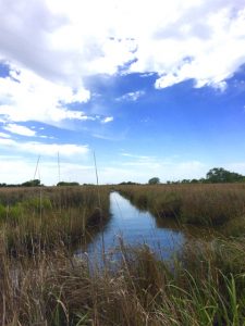 a waterway through wetland vegetation under a blue sky