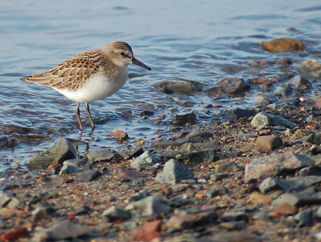 sandpiper at the water's edge