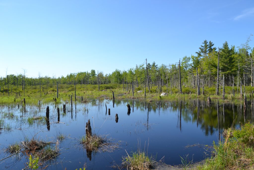 Dead standing trees in water.