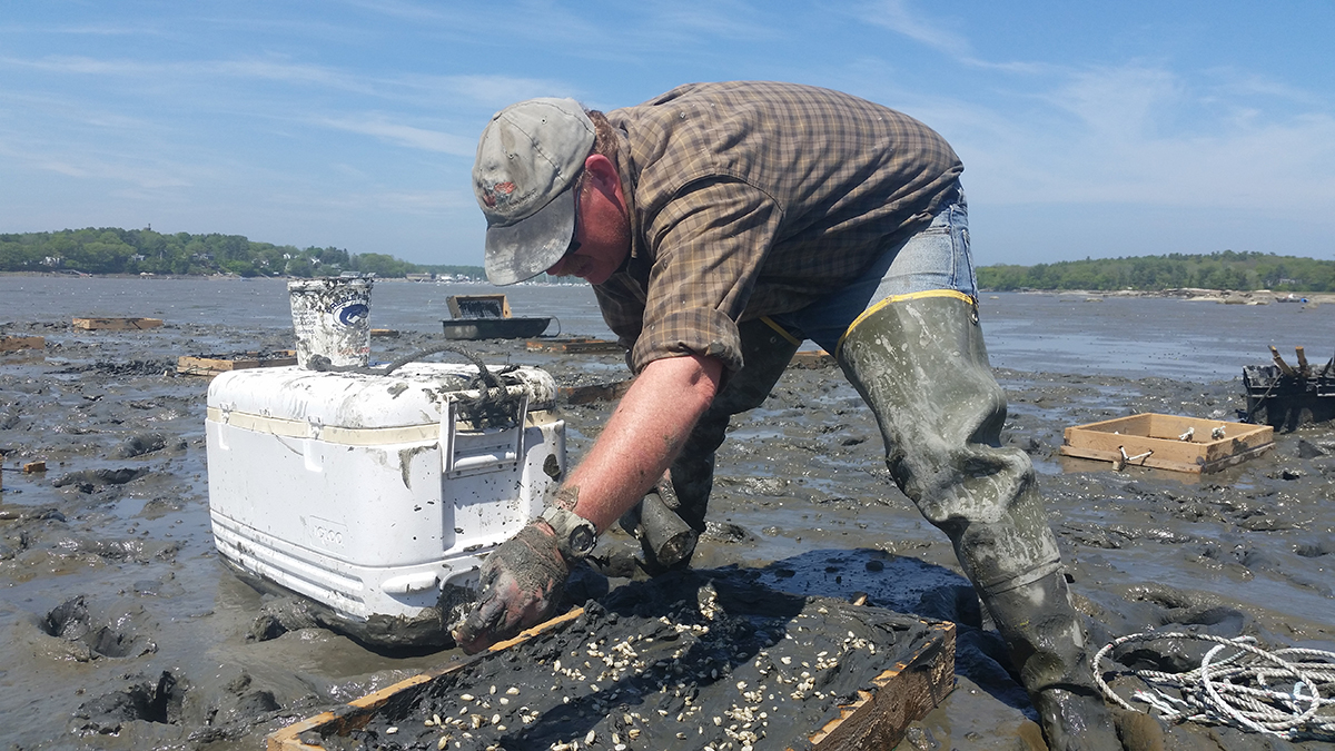 a man bending over seed boxes on a clam flat