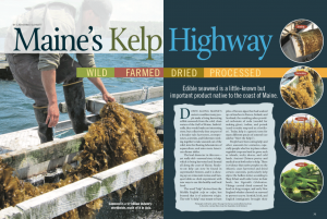 magazine spread of the Maine's Kelp Highway article