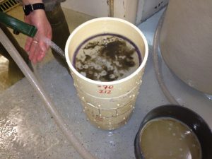 oysters in a stack of cylindrical sieves