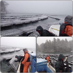 crews turning oyster cages on the water in snow