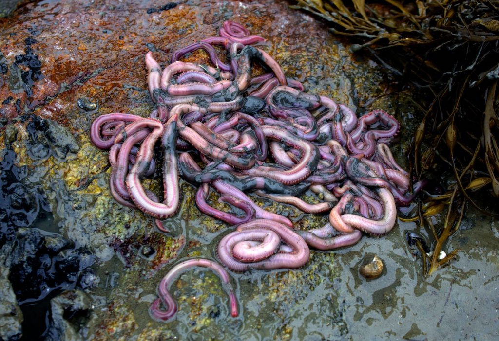 Coastal Conversations Radio Program Marine Worms Maine Sea Grant