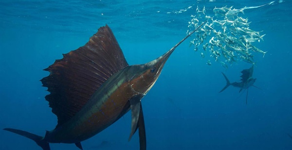 Sailfish hunting sardines in the open ocean off the coast of Mexico