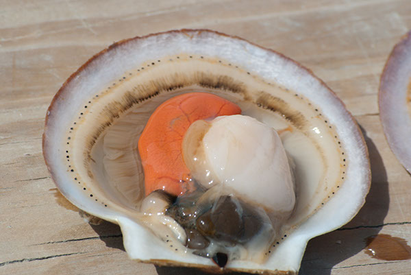 scallop in ocean