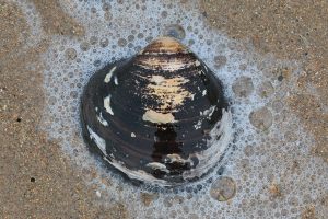 ocean quahog clam in the sand surrounded by seafoam