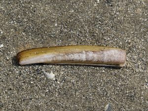 razor clam on the sand.