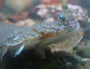 American plaice in an aquarium