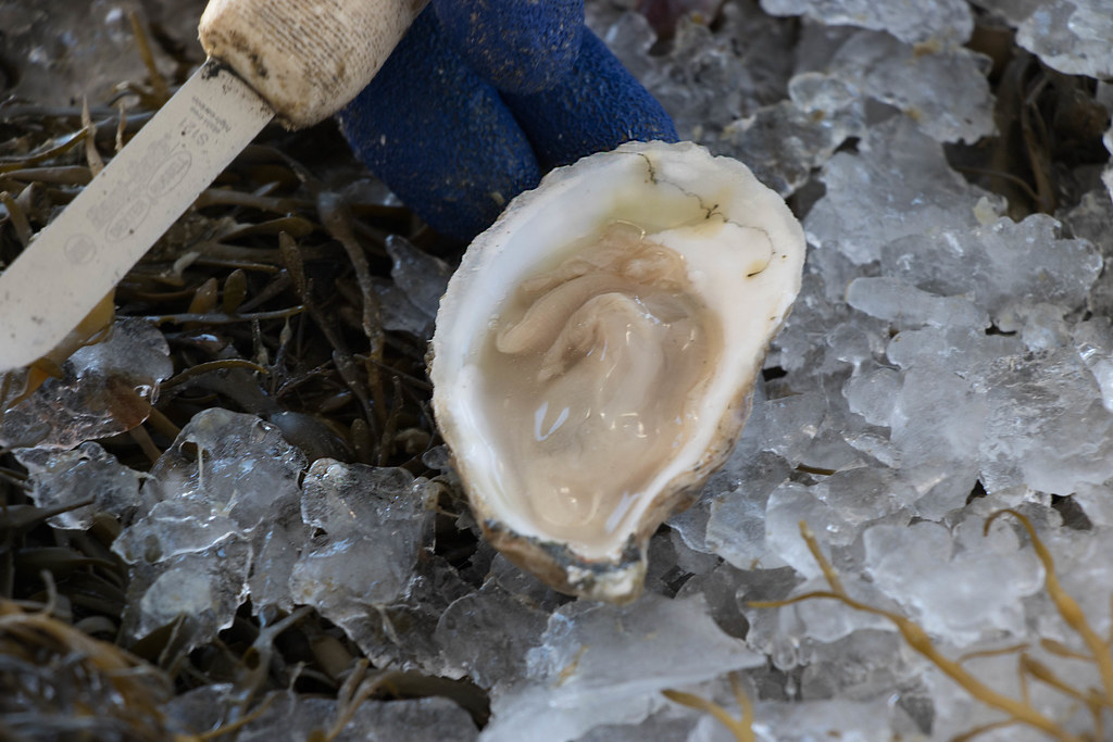 Oyster Identification Chart