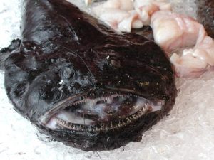 Maine Seafood Guide - Monkfish - Maine Sea Grant - University of Maine