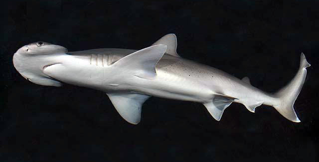 bonnethead shark from side/underneath