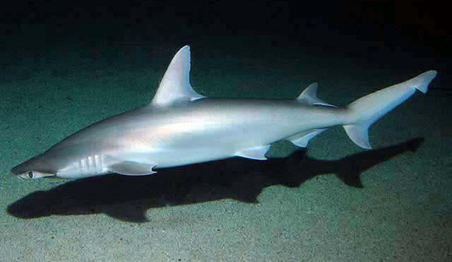 bonnethead shark from side/top