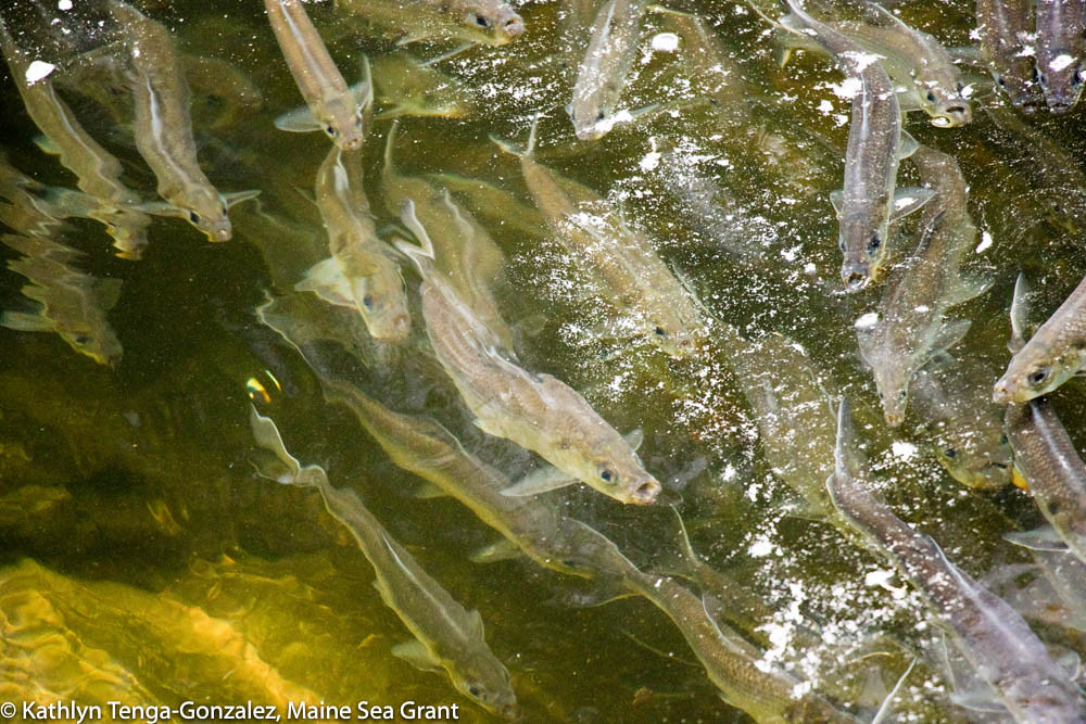 alewives swimming