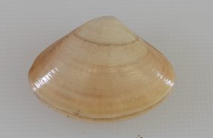 closed atlantic surf clam