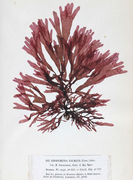 scientific pressing of dulse, scientific name Rhodymenia Palmata = Palmaria palmata