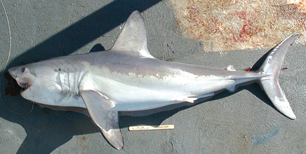 porbeagle lying on concrete