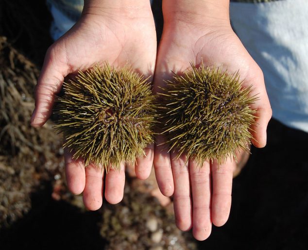 Maine Seafood Guide - Sea Urchin - Maine Sea Grant - University of Maine