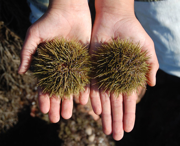 Sea Urchins Inside