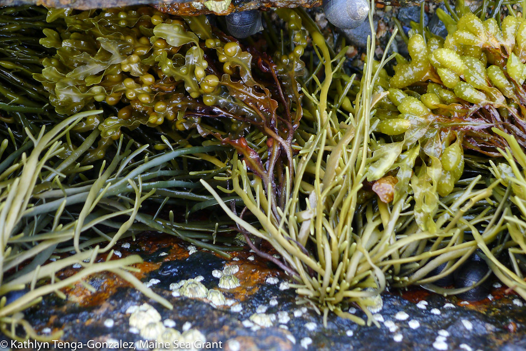seaweed attached to rocks