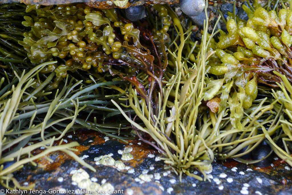 different types of seaweed