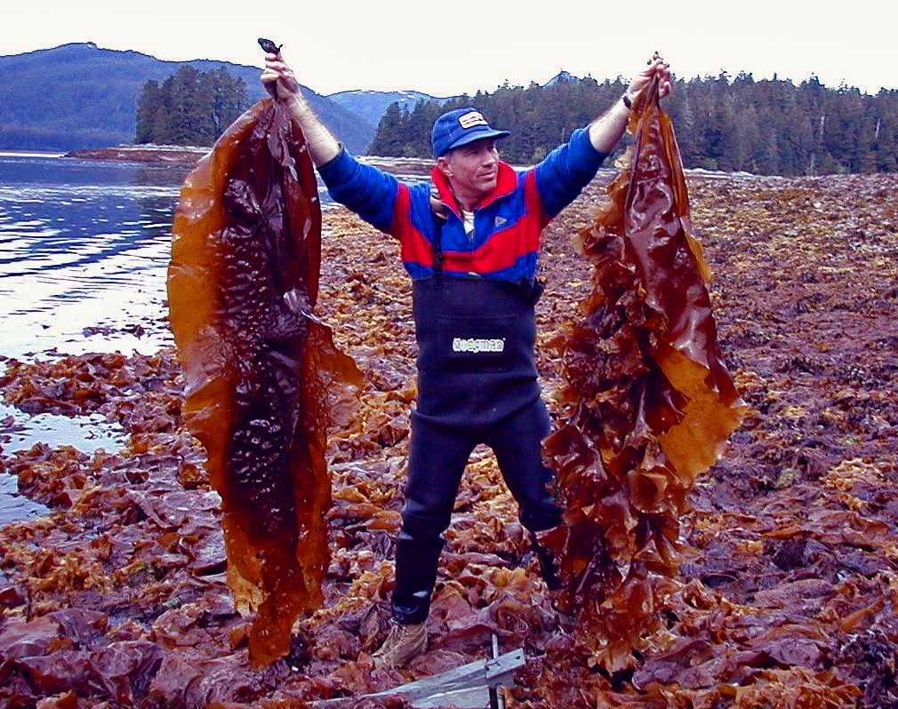 Researcher Mike Murphy holding Saccharina latissima sugar kelp algae.