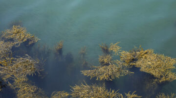 rockweed in the water surrounded by fish