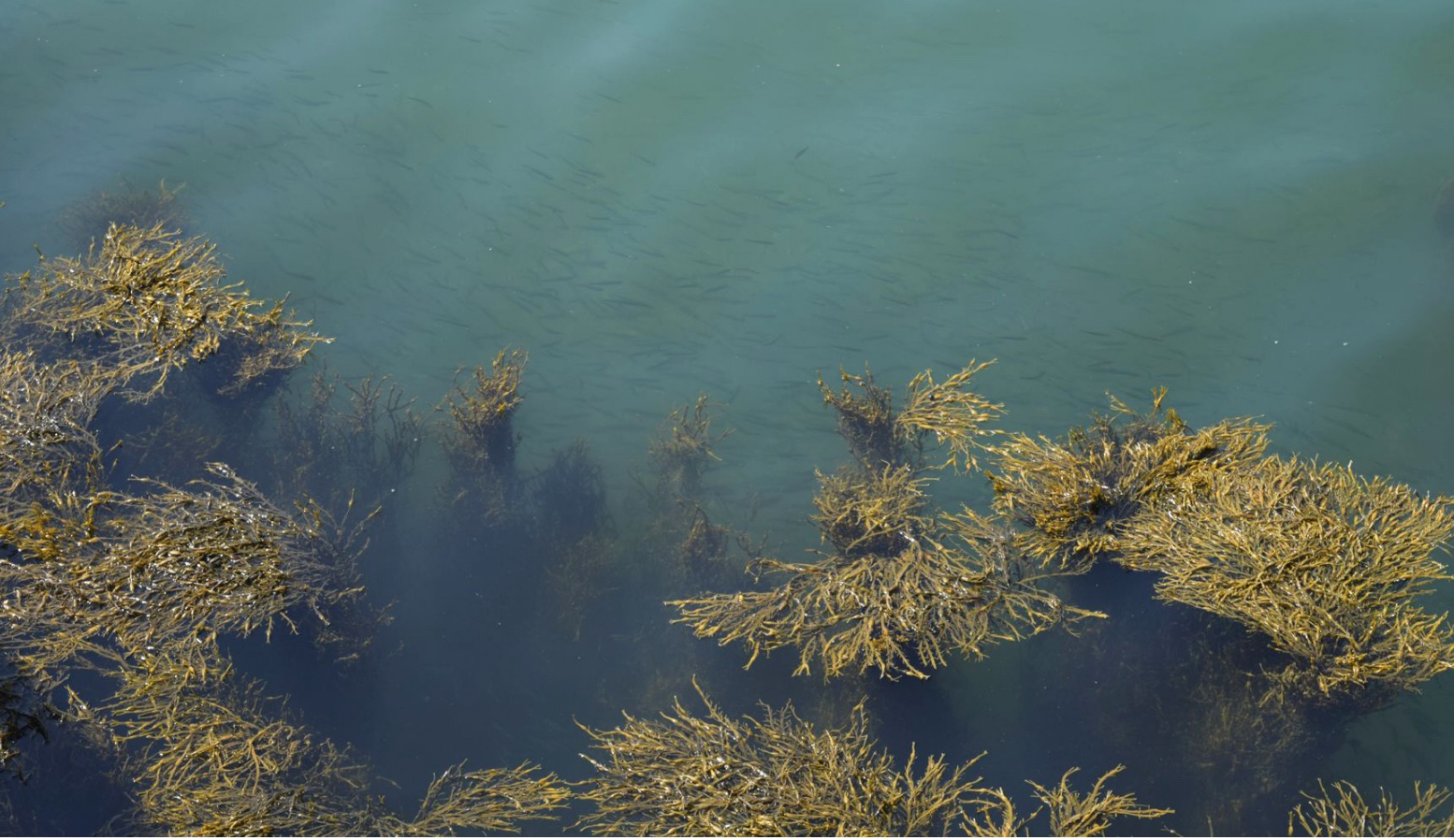 rockweed in the water surrounded by fish