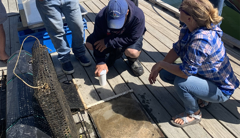 people on a dock looking at clam nursery equipment