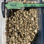 a container filled with various sizes of hard clam seed, next to a measuring tool