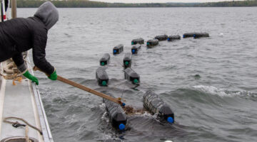 person tending aquaculture cages from a boat