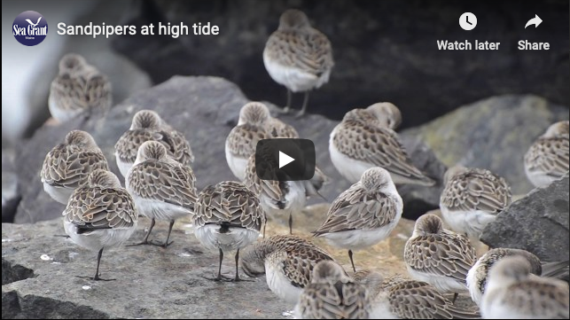 illustrative still of a sandpiper video showing sandpipers