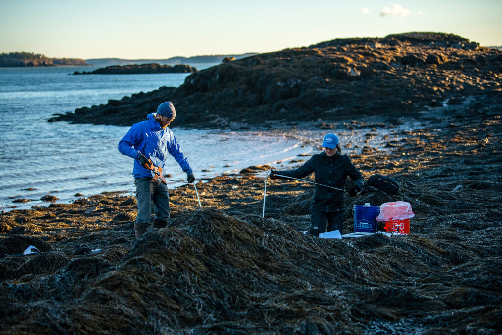 Two graduate students measuring among rockweed