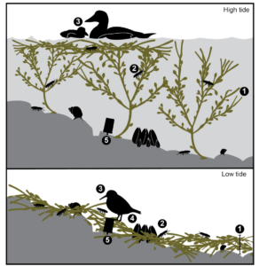 Diagram depicting the food web interactions that occur in rockweed habitat at low and high tide