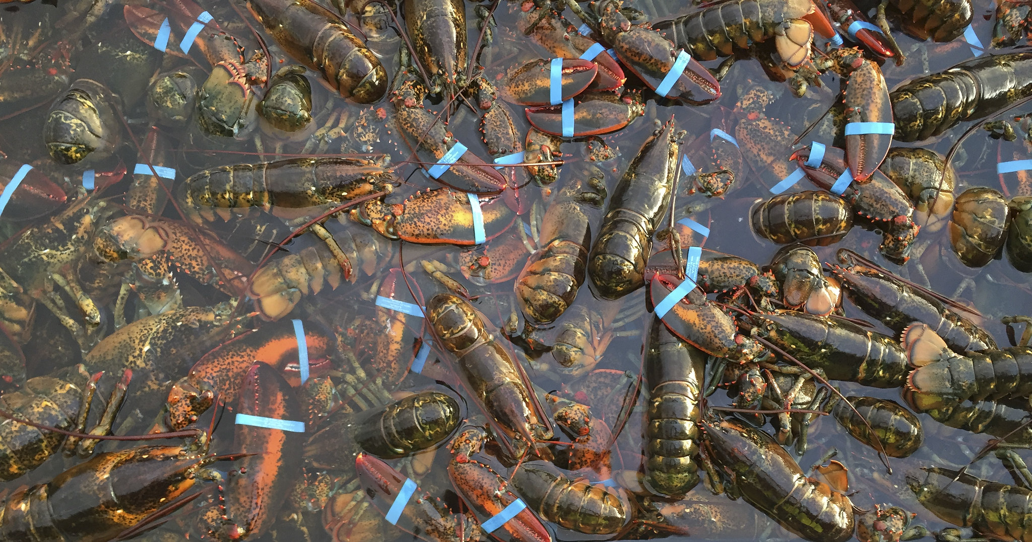 Dozens of American Lobsters in the water with their claws banded