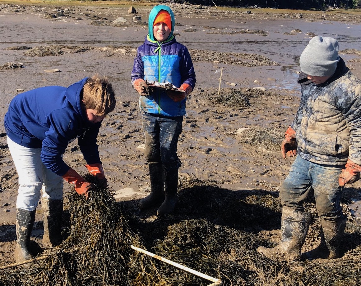 three young students on a beach examining seaweed