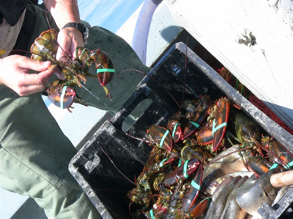 banded lobster in a plastic crate