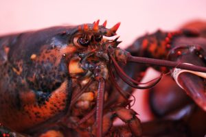 Close-up of American lobster