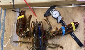 Banded lobster with caliper