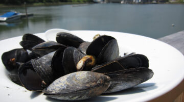 blue mussels on a plate