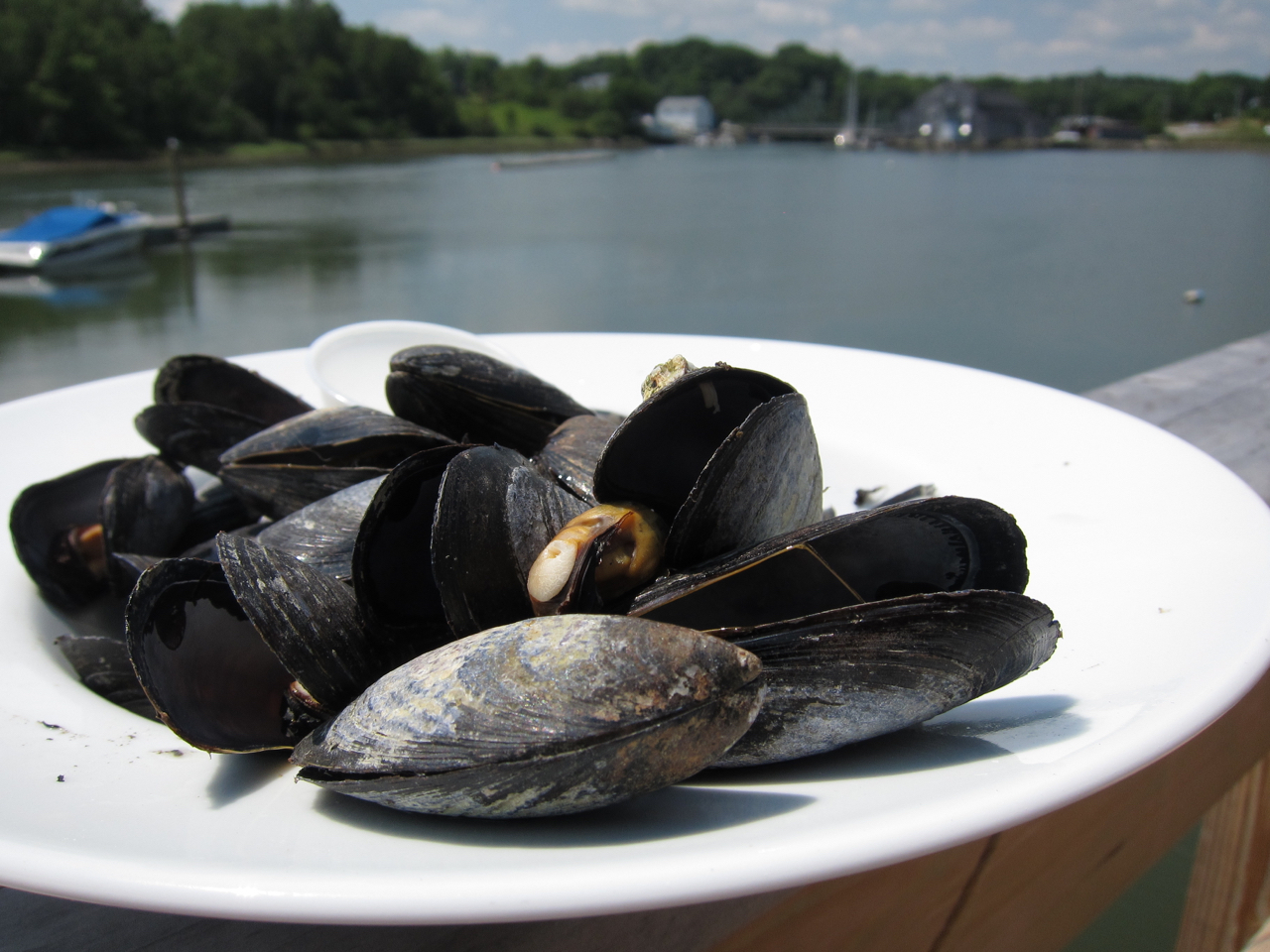 blue mussels on a plate