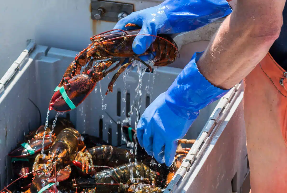 gloved hands holding a dripping lobster over a rectangular tub of lobsters.