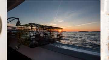 Lobster next to coin, trap at sunrise, and box of lobsters
