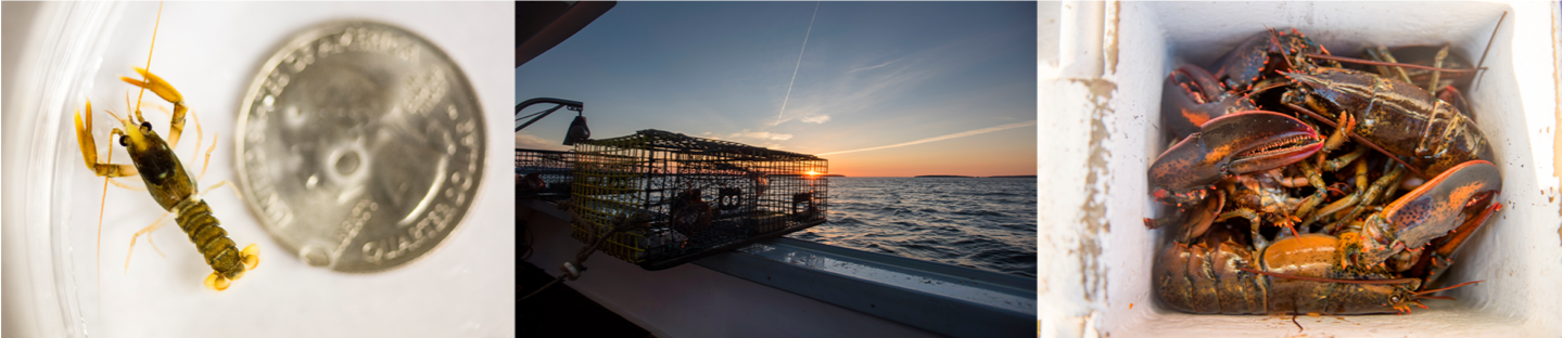 Lobster next to coin, trap at sunrise, and box of lobsters