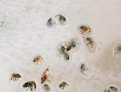 https://seagrant.umaine.edu/resource/marine-aquaculture-in-maine-accessible-version/