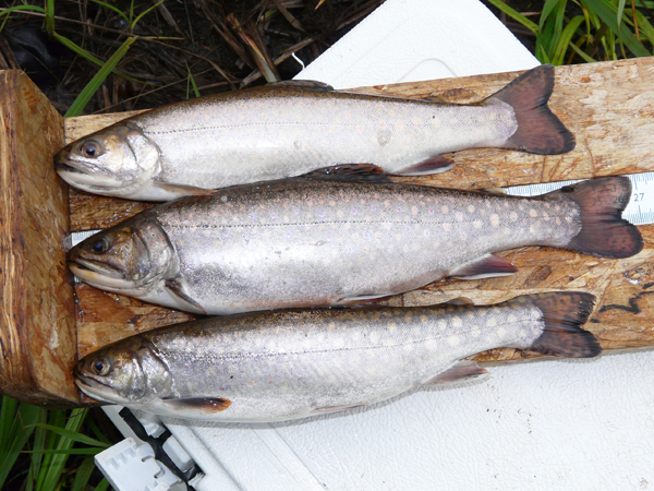 three sea run brook trout lying on the grass