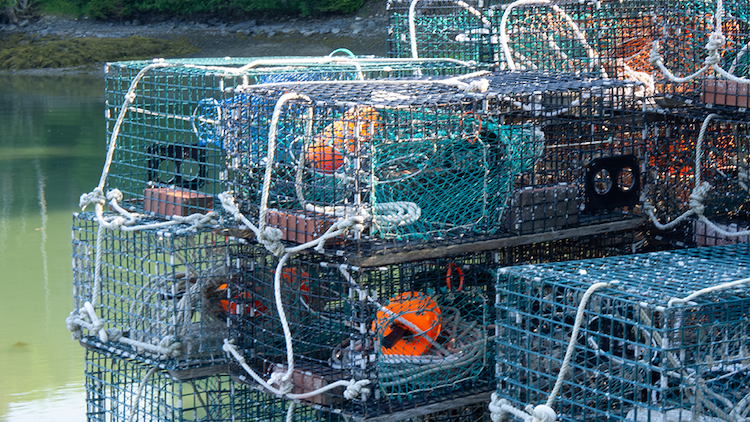 thumbnail of downloadable traps photo